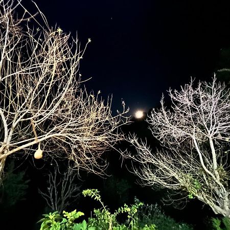 The Asgard Kasauli Bed & Breakfast Exterior foto